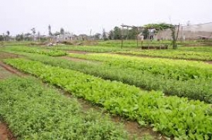 Tra Que vegetable village 1 day tour